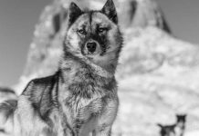 Researchers extract DNA of 9,500-year-old sled dog with surprising results Researchers extract DNA of 9,500-year-old sled dog with surprising results