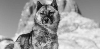 Researchers extract DNA of 9,500-year-old sled dog with surprising results Researchers extract DNA of 9,500-year-old sled dog with surprising results