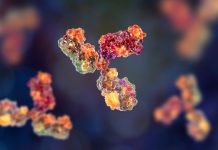 Researchers isolate powerful coronavirus-neutralizing antibodies from COVID-19 patients and successfully test in animals Researchers isolate powerful coronavirus-neutralizing antibodies from COVID-19 patients and successfully test in animals