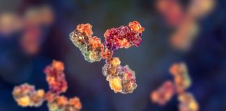 Researchers isolate powerful coronavirus-neutralizing antibodies from COVID-19 patients and successfully test in animals Researchers isolate powerful coronavirus-neutralizing antibodies from COVID-19 patients and successfully test in animals