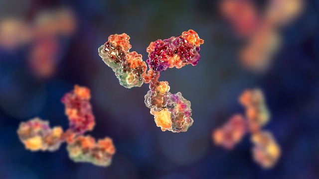 Researchers isolate powerful coronavirus-neutralizing antibodies from COVID-19 patients and successfully test in animals Researchers isolate powerful coronavirus-neutralizing antibodies from COVID-19 patients and successfully test in animals
