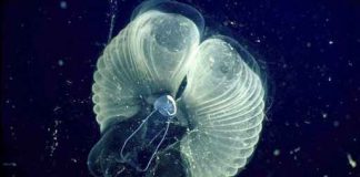 Researchers learn how tiny critters make ocean ‘snot palaces’ Researchers learn how tiny critters make ocean 'snot palaces'