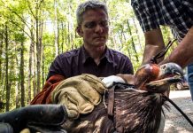 NC State Researcher Joins Global Effort to Study Impact of ‘Anthropause’ on Wildlife (Study)