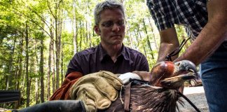 NC State Researcher Joins Global Effort to Study Impact of ‘Anthropause’ on Wildlife (Study)