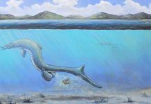 Scientists Solve Mystery Of The 66-Million-Year-Old Egg Found In Antarctica Scientists Solve Mystery Of The 66-Million-Year-Old Egg Found In Antarctica