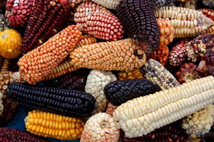 Scientists document the first use of maize in Mesoamerica