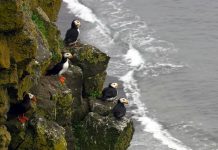 Scientists shed new light on how seabirds cruise through air and water (Study) Scientists shed new light on how seabirds cruise through air and water