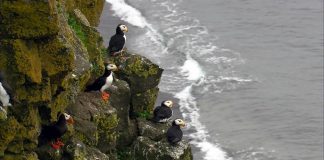 Scientists shed new light on how seabirds cruise through air and water (Study) Scientists shed new light on how seabirds cruise through air and water