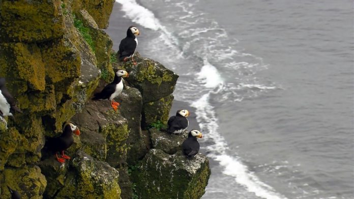 Scientists shed new light on how seabirds cruise through air and water