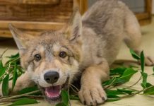 Positive YouTube Videos of Wolves Linked to Greater Tolerance (Study)