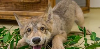 Positive YouTube Videos of Wolves Linked to Greater Tolerance (Study)