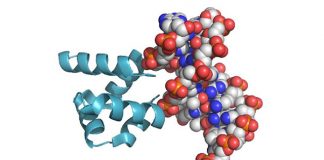 Study: An experiment in recreating primordial proteins solves a long-standing riddle Study: An experiment in recreating primordial proteins solves a long-standing riddle