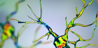 Study: Antisense oligonucleotide treatment cures Parkinson’s disease in mice Study: Antisense oligonucleotide treatment cures Parkinson’s disease in mice
