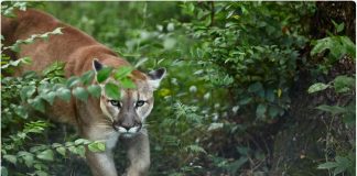 Study: Coronavirus lockdown reveals human impact on wildlife Study: Coronavirus lockdown reveals human impact on wildlife