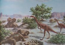 Study: Eggs of Earliest Dinosaurs Had Soft, Leathery Shells Study: Eggs of Earliest Dinosaurs Had Soft, Leathery Shells