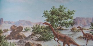 Study: Eggs of Earliest Dinosaurs Had Soft, Leathery Shells Study: Eggs of Earliest Dinosaurs Had Soft, Leathery Shells