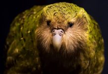 Study highlights which endangered species should be prioritized for conservation Study highlights which endangered species should be prioritized for conservation