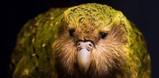 Study highlights which endangered species should be prioritized for conservation Study highlights which endangered species should be prioritized for conservation