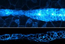 Tech: Faster processing makes cutting-edge fluorescence microscopy more accessible Faster processing makes cutting-edge fluorescence microscopy more accessible