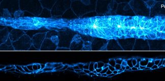 Tech: Faster processing makes cutting-edge fluorescence microscopy more accessible Faster processing makes cutting-edge fluorescence microscopy more accessible