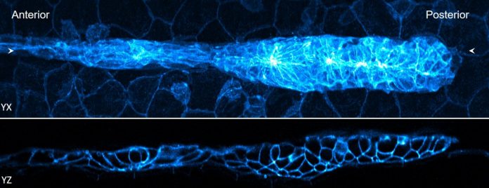 Faster processing makes cutting-edge fluorescence microscopy more accessible