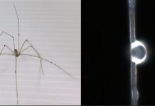 Tech: Spider silk can create lenses useful for biological imaging Spider silk can create lenses useful for biological imaging