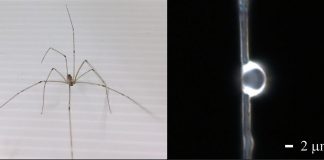 Tech: Spider silk can create lenses useful for biological imaging Spider silk can create lenses useful for biological imaging