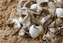 Study: The first dinosaur eggs were soft and leathery The first dinosaur eggs were soft and leathery Futurity (Study)