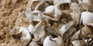 Study: The first dinosaur eggs were soft and leathery The first dinosaur eggs were soft and leathery Futurity (Study)