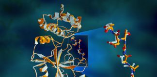 X-rays size up protein structure at the ‘heart’ of COVID-19 virus X-rays size up protein structure at the 'heart' of COVID-19 virus