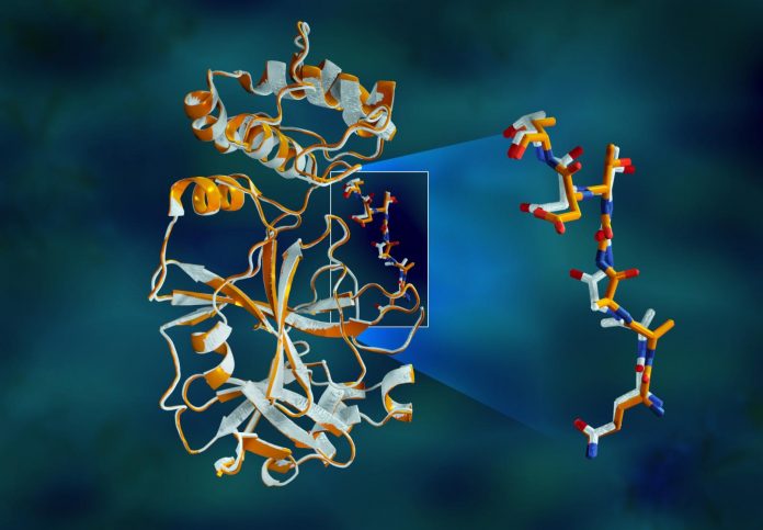 X-rays size up protein structure at the 'heart' of COVID-19 virus