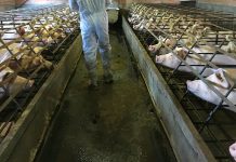 Human interactions with wild and farmed animals must change dramatically to reduce risk of another deadly pandemic (Study)