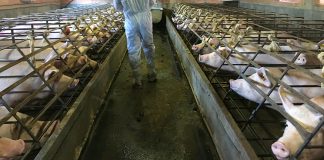 Human interactions with wild and farmed animals must change dramatically to reduce risk of another deadly pandemic (Study)