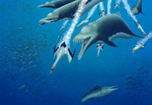 15-foot-long skeleton of extinct dolphin suggests parallel evolution among whales (Study) 15-foot-long skeleton of extinct dolphin suggests parallel evolution among whales