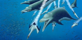 15-foot-long skeleton of extinct dolphin suggests parallel evolution among whales (Study) 15-foot-long skeleton of extinct dolphin suggests parallel evolution among whales