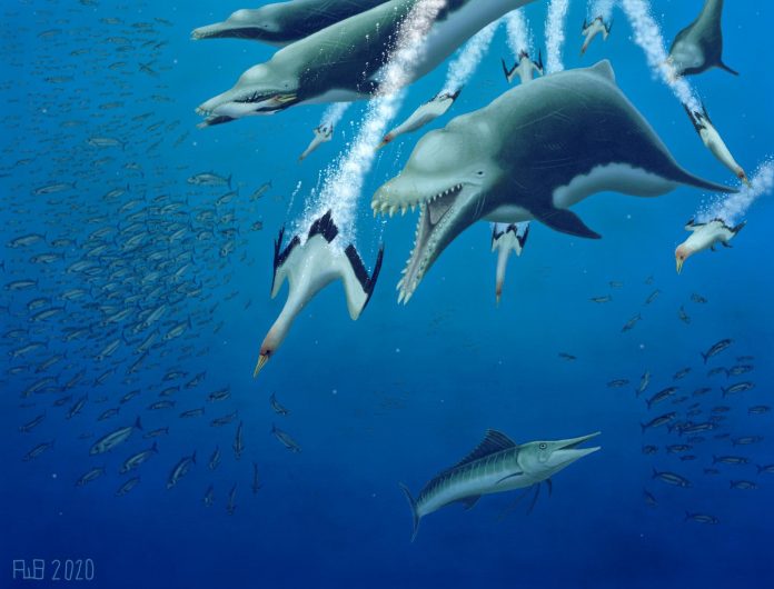 15-foot-long skeleton of extinct dolphin suggests parallel evolution among whales