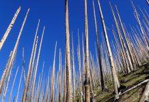 Atmospheric: As wildfires flare up across West, research highlights risk of ecological change As wildfires flare up across West, research highlights risk of ecological change