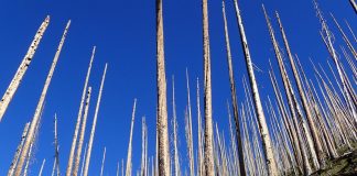 Atmospheric: As wildfires flare up across West, research highlights risk of ecological change As wildfires flare up across West, research highlights risk of ecological change