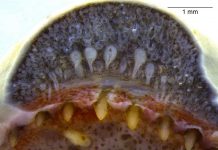 First evidence of snake-like venom glands found in amphibians (Study) First evidence of snake-like venom glands found in amphibians