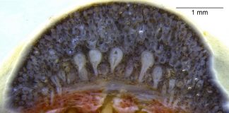 First evidence of snake-like venom glands found in amphibians (Study) First evidence of snake-like venom glands found in amphibians