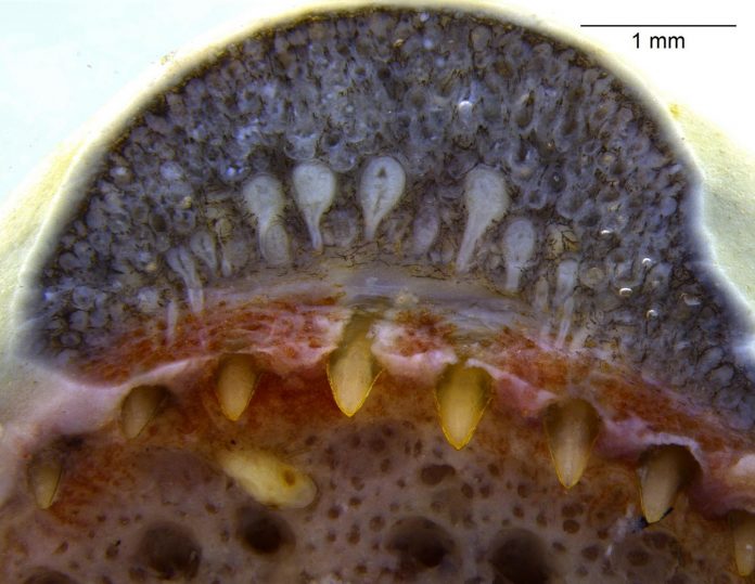 First evidence of snake-like venom glands found in amphibians