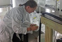 Microplastic pollution harms lobster larvae, study finds (Study) Microplastic pollution harms lobster larvae, study finds