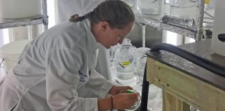 Microplastic pollution harms lobster larvae, study finds (Study) Microplastic pollution harms lobster larvae, study finds