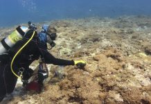 Algae species discovered infesting NW Hawaiian waters has been identified (Study) Algae species discovered infesting NW Hawaiian waters has been identified