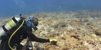 Algae species discovered infesting NW Hawaiian waters has been identified (Study) Algae species discovered infesting NW Hawaiian waters has been identified