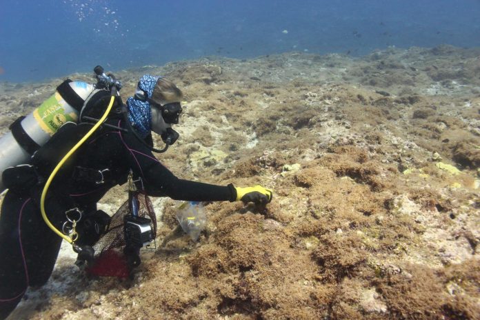 Algae species discovered infesting NW Hawaiian waters has been identified