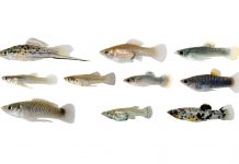 Evolutionary biologists find several fish adapt in the same way to toxic water (Study) Evolutionary biologists find several fish adapt in the same way to toxic water