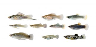 Evolutionary biologists find several fish adapt in the same way to toxic water (Study) Evolutionary biologists find several fish adapt in the same way to toxic water