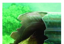 Advanced technology sheds new light on evolution of teeth (Study) Advanced technology sheds new light on evolution of teeth