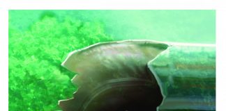 Advanced technology sheds new light on evolution of teeth (Study) Advanced technology sheds new light on evolution of teeth